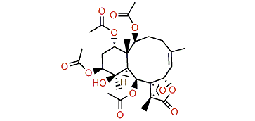 Excavatoid F